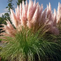 Plant in a Box Pampasgras - Set van 6 - Cortaderia selloana - Hoogte 25-40cm - ⌀9cm Hot