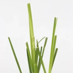 Plant in a Box Pampasgras - Set van 6 - Cortaderia selloana - Hoogte 25-40cm - ⌀9cm Hot