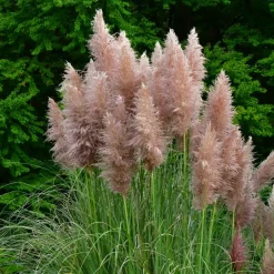 Plant in a Box Pampasgras - Set van 6 - Cortaderia selloana - Hoogte 25-40cm - ⌀9cm Hot