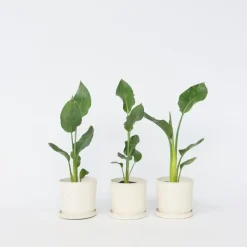 Plant in a Box Paradijsvogelbloem - Set van 3 - Strelitzia reginea - Hoogte 25-40cm - ⌀9cm Online