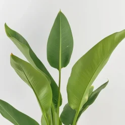Plant in a Box Paradijsvogelbloem - Set van 3 - Strelitzia reginea - Hoogte 25-40cm - ⌀9cm Online