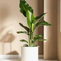 Plant in a Box Paradijsvogelbloem - Set van 3 - Strelitzia reginea - Hoogte 25-40cm - ⌀9cm Online