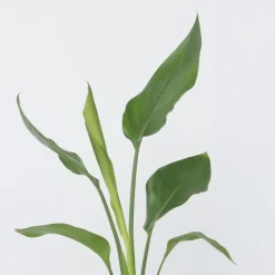 Plant in a Box Paradijsvogelbloem - Set van 3 - Strelitzia reginea - Hoogte 25-40cm - ⌀9cm Online