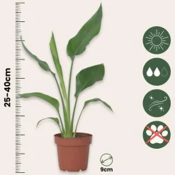 Plant in a Box Paradijsvogelbloem - Set van 3 - Strelitzia reginea - Hoogte 25-40cm - ⌀9cm Online