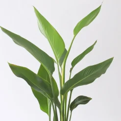 Plant in a Box Paradijsvogelbloem - Set van 3 - Strelitzia reginea - Hoogte 25-40cm - ⌀9cm Online