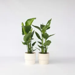 Plant in a Box Paradijsvogelplant - Set van 2 - Strelitzia nicolai - Hoogte 55-70cm - ⌀17cm Best