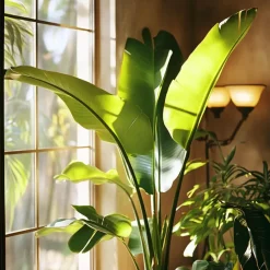 Plant in a Box Paradijsvogelplant - Set van 2 - Strelitzia nicolai - Hoogte 55-70cm - ⌀17cm Best