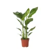 Plant in a Box Paradijsvogelplant - Strelitzia nicolai - Hoogte 55-70cm - ⌀17cm New