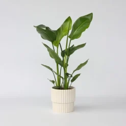 Plant in a Box Paradijsvogelplant - Strelitzia nicolai - Hoogte 55-70cm - ⌀17cm New