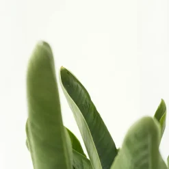 Plant in a Box Paradijsvogelplant - Strelitzia nicolai - Hoogte 55-70cm - ⌀17cm New