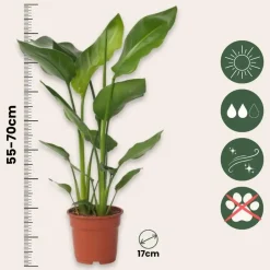 Plant in a Box Paradijsvogelplant - Strelitzia nicolai - Hoogte 55-70cm - ⌀17cm New