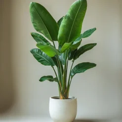 Plant in a Box Paradijsvogelplant - Strelitzia nicolai - Hoogte 55-70cm - ⌀17cm New