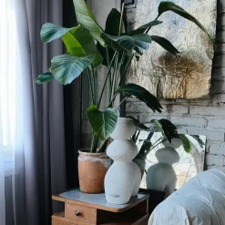 Plant in a Box Paradijsvogelplant - Strelitzia nicolai - Hoogte 55-70cm - ⌀17cm New