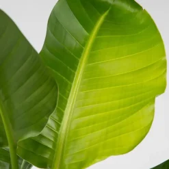 Plant in a Box Paradijsvogelplant - Strelitzia nicolai - Hoogte 55-70cm - ⌀17cm New