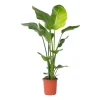 Plant in a Box Paradijsvogelplant - Strelitzia nicolai - Hoogte 90-110cm - ⌀21cm Online