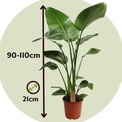 Plant in a Box Paradijsvogelplant - Strelitzia nicolai - Hoogte 90-110cm - ⌀21cm Online