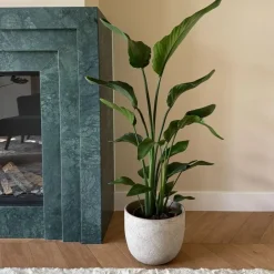 Plant in a Box Paradijsvogelplant - Strelitzia nicolai - Hoogte 90-110cm - ⌀21cm Online