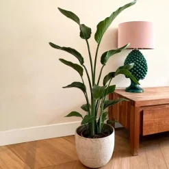 Plant in a Box Paradijsvogelplant - Strelitzia nicolai - Hoogte 90-110cm - ⌀21cm Online