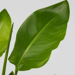 Plant in a Box Paradijsvogelplant - Strelitzia nicolai - Hoogte 90-110cm - ⌀21cm Online