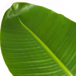 Plant in a Box Paradijsvogelplant - Strelitzia nicolai - Hoogte 90-110cm - ⌀21cm Online