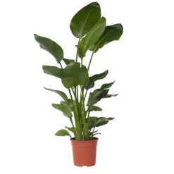 Plant in a Box Paradijsvogelplant - Strelitzia nicolai - Hoogte 150-170cm - ⌀28cm Online