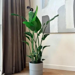Plant in a Box Paradijsvogelplant - Strelitzia nicolai - Hoogte 150-170cm - ⌀28cm Online