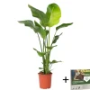 Plant in a Box Paradijsvogelplant - Strelitzia nicolai - Hoogte 90-110cm - ⌀21cm Best