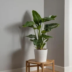 Plant in a Box Paradijsvogelplant - Strelitzia nicolai - Hoogte 90-110cm - ⌀21cm Best