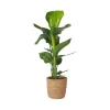 Plant in a Box Paradijsvogelplant met mand - Strelitzia nicolai - Hoogte 55-70cm - ⌀17cm