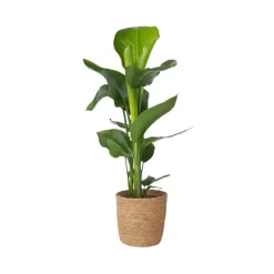 Plant in a Box Paradijsvogelplant met mand - Strelitzia nicolai - Hoogte 55-70cm - ⌀17cm
