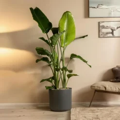 Plant in a Box Paradijsvogelplant met mand - Strelitzia nicolai - Hoogte 55-70cm - ⌀17cm