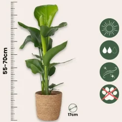 Plant in a Box Paradijsvogelplant met mand - Strelitzia nicolai - Hoogte 55-70cm - ⌀17cm