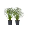 Plant in a Box Parapluplant - Set van 2 - Cyperus alternifolius - Hoogte 40-50cm - ⌀14cm Online