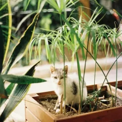 Plant in a Box Parapluplant - Set van 2 - Cyperus alternifolius - Hoogte 40-50cm - ⌀14cm Online