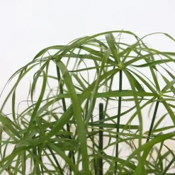 Plant in a Box Parapluplant - Set van 2 - Cyperus alternifolius - Hoogte 40-50cm - ⌀14cm Online