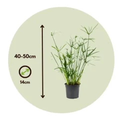 Plant in a Box Parapluplant - Set van 2 - Cyperus alternifolius - Hoogte 40-50cm - ⌀14cm Online