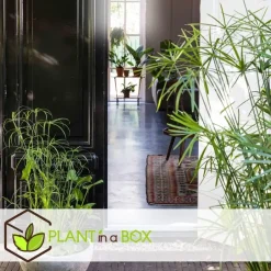 Plant in a Box Parapluplant - Set van 2 - Cyperus alternifolius - Hoogte 40-50cm - ⌀14cm Online