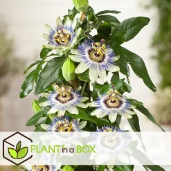Plant in a Box Passiebloem - Set van 6 - Passiflora edulis 'Frederick' - Hoogte 25-40cm - ⌀9cm Hot