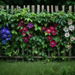 Plant in a Box Passiebloem - Set van 3 - Passiflora hybridum - Hoogte 25-40cm - ⌀9cm Sale