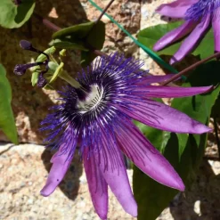 Plant in a Box Passiebloem - Set van 3 - Passiflora hybridum - Hoogte 25-40cm - ⌀9cm Sale