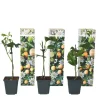 Plant in a Box Passiebloem - Set van 3 - Passiflora edulis 'Frederick' - Hoogte 25-40cm - ⌀9cm New