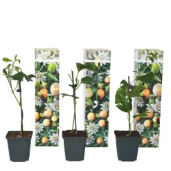 Plant in a Box Passiebloem - Set van 3 - Passiflora edulis 'Frederick' - Hoogte 25-40cm - ⌀9cm New