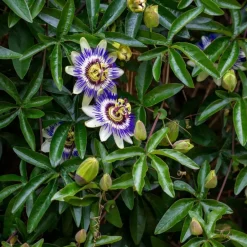 Plant in a Box Passiebloem - Set van 3 - Passiflora edulis 'Frederick' - Hoogte 25-40cm - ⌀9cm New