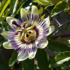Plant in a Box Passiebloem - Set van 3 - Passiflora edulis 'Frederick' - Hoogte 25-40cm - ⌀9cm New