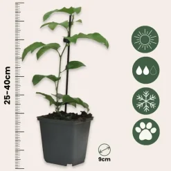 Plant in a Box Passiebloem - Set van 3 - Passiflora edulis 'Frederick' - Hoogte 25-40cm - ⌀9cm New