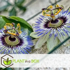 Plant in a Box Passiebloem - Set van 3 - Passiflora edulis 'Frederick' - Hoogte 25-40cm - ⌀9cm New