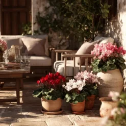 Plant in a Box Perzisch cyclaam - Set van 6 - Cyclamen persicum - Hoogte 10-20cm - ⌀9cm Hot