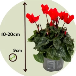 Plant in a Box Perzisch cyclaam - Set van 6 - Cyclamen persicum - Hoogte 10-20cm - ⌀9cm Hot