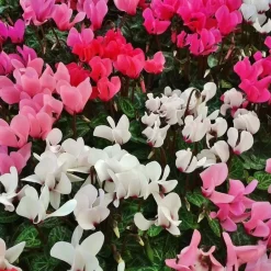 Plant in a Box Perzisch cyclaam - Set van 6 - Cyclamen persicum - Hoogte 10-20cm - ⌀9cm Hot
