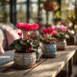 Plant in a Box Perzisch cyclaam - Set van 6 - Cyclamen persicum - Hoogte 10-20cm - ⌀9cm Hot